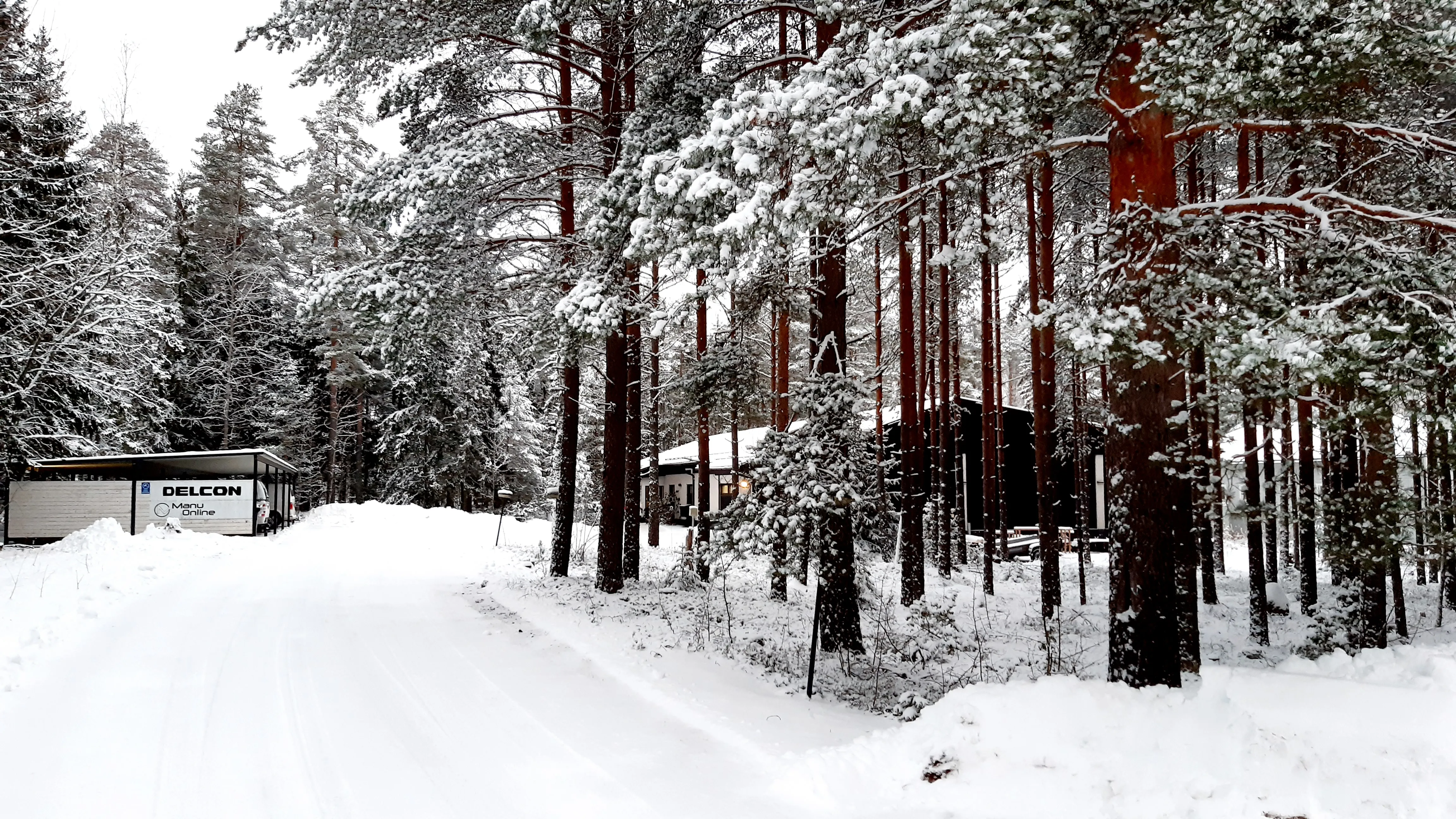 Lumeen peittynyt tie mäntymetsässä